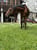 Annuncio cavallo