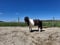 Annuncio cavallo