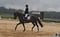 Horse ad