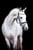 Annuncio cavallo