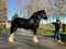 Horse ad