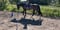 Horse ad