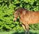 Horse ad