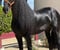 Horse ad
