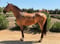 Annuncio cavallo