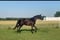 Annuncio cavallo