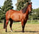 Horse ad