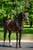 Annonce cheval