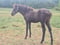 Annonce cheval