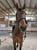 Horse ad