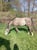 Annuncio cavallo