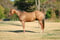 Annuncio cavallo