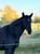 Horse ad