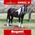 Anuncio de caballos