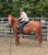 Horse ad