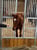 Horse ad
