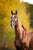 Anuncio de caballos