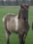 Horse ad