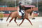 Annonce cheval