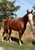 Horse ad