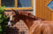 Paardadvertentie