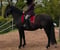 Horse ad