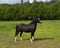 Annuncio cavallo