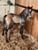 Annuncio cavallo