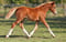 Annuncio cavallo