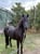 Anuncio de caballos