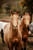 Horse ad