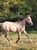 Horse ad