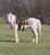 Horse ad