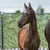 Annonce cheval