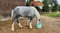 Annuncio cavallo