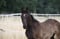 Horse ad