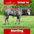 Paardadvertentie