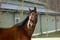 Horse ad
