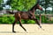 Annuncio cavallo