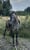 Annuncio cavallo