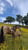 Horse ad