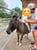 Horse ad