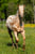 Annuncio cavallo