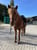 Annuncio cavallo