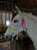 Anuncio de caballos