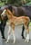 Horse ad