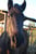 Annuncio cavallo