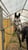 Horse ad