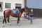 Annuncio cavallo