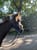 Horse ad